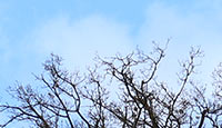 Arbrefeuille2-01