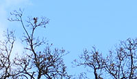 Arbrefeuille2-02