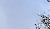 Arbrefeuille2-08