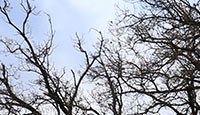 Arbrefeuille2-09