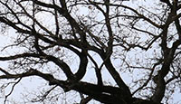 Arbrefeuille2-15