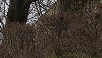 Arbre-30
