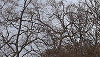 Arbre-33