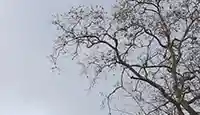 Arbre découp h2