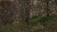 Arbre découp k2