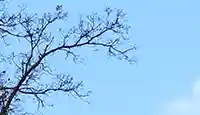 Arbre découp rat2a