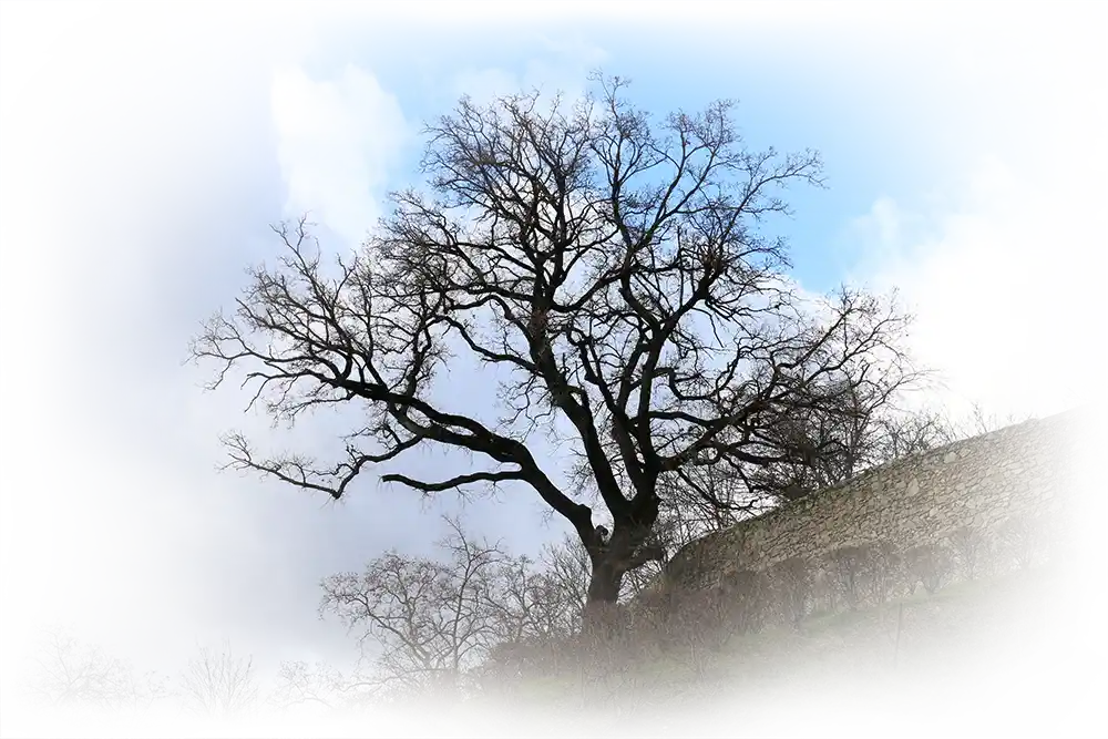 Arbre de løv en hiver de l'artiste Méta